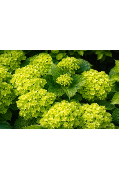 Гортензія Вібрант Верде фото